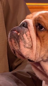 80K views · 1.9K reactions | Lewis Hamilton & Coco ✨ | The Jonathan Ross Show | Facebook