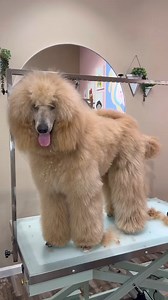 69K views · 3.5K reactions | This BEAUTIFUL POODLE came into the salon and needed a quick BUZZ CUT. #dogs #dog #dogsbylogan #doggrooming #doggroomer | It’s Chris TV | Facebook