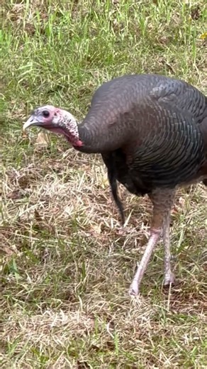 #turkey #turkeyhunting #turkeycall #hunting #wildlife