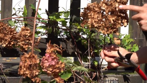 Panicle hydrangea - deadhead/prune correctly in autumn - fall cleanup
