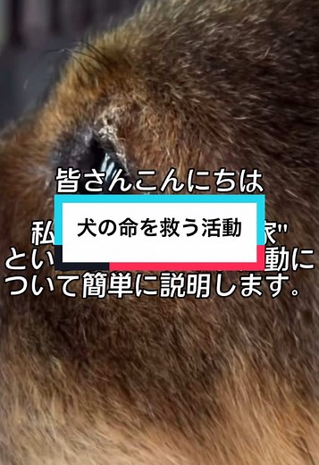命を救う活動「まあくんの家」