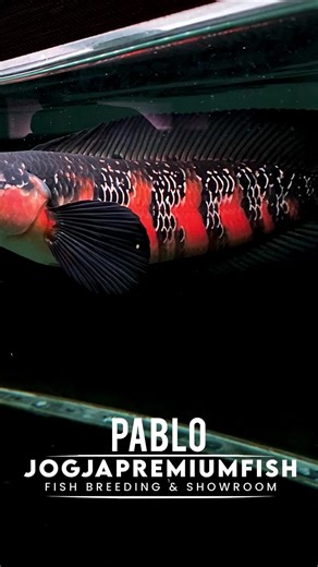 Discover Channa Maru Red Barito Premium Fish