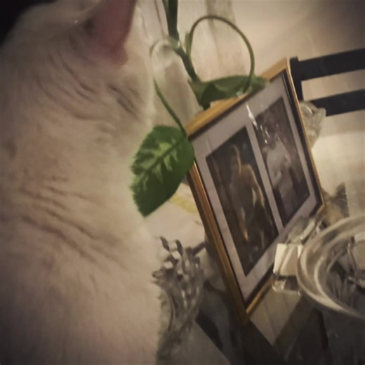 #CapCut i haven’t posted in so long 😫