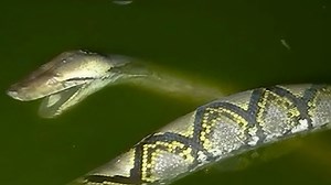 Giant Python Found in Urban Sewer
