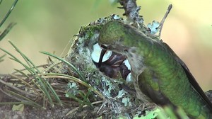 253K views · 9.3K reactions | Fluff arrives back at her nest to find two chicks out of the eggs. It's amazing that she knows what to do as soon as she sees them. This is the first time one of them has opened it's mouth. The wind from Fluff's wings tickles their little back feathers and the chicks instinctively raise their heads and open their mouths for food. | Hummingbirds up close | Facebook
