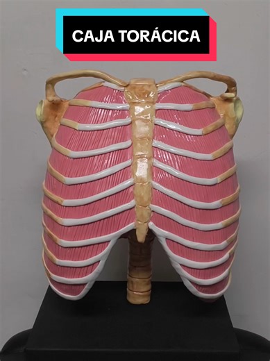 Maqueta de caja torácica