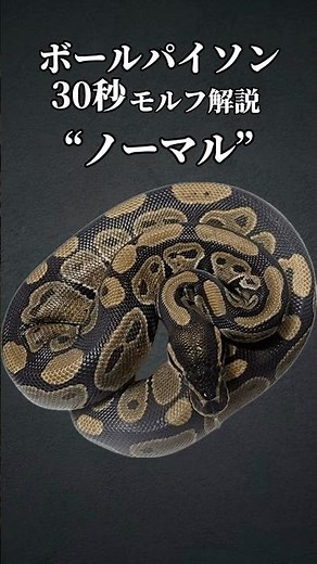 全てはここから始まった··· #ボールパイソン #爬虫類 #ballpython #reptiles #解説