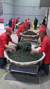20K views · 167 reactions | Tea season in China is just around the corner! It's fascinating to watch the tea-making process up close. Join us in China's tea gardens for tea-picking, tea-making, and tea-tasting, and immerse yourself in the breath of spring.#tea#ChinaTravel#teagarden#teapicking | Real Time China | Facebook