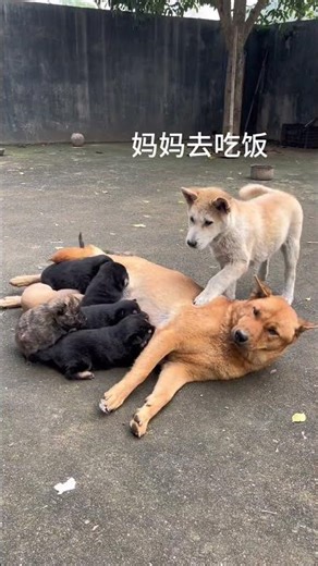 Even with yummy food, the puppy still thinks of its mom!#funny #cute #animals #adorably #pets #puppy