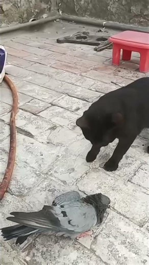 🐱 Our Savage Cat vs Pigeon 🕊️ | Funny Cat Attack Shorts | Cat Lovers Must Watch #cat #fypp #funny