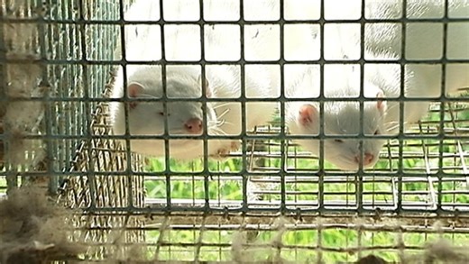 How Ireland's ban on fur farming came about