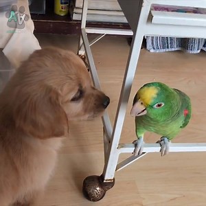 89K views · 291 reactions | Puppy meeting a Parrot for the first time  | Animal Antics | Facebook