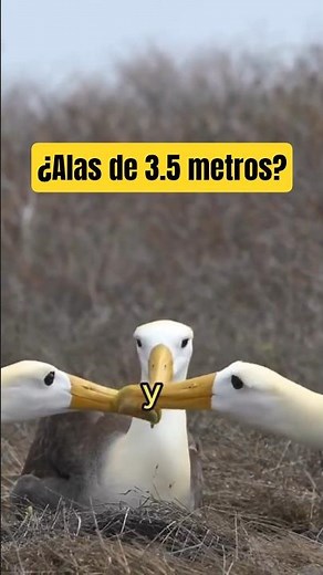 🦅 3.5-METER WINGSPAN! The animal that flies around the world