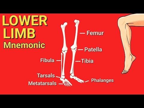 Bones of the Lower Limb | EASY Mnemonic to Help Memorize the Bones of the Leg | Skeletal Anatomy