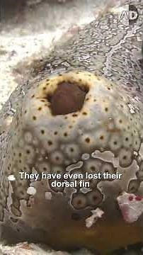 Pearl Fish Found the Most Disgusting Place to Hide: Sea Cucumber Back Door!