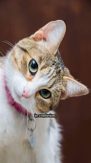 😂 Cat Attacks the Mirror… Then Pretends Nothing Happened! 🐱