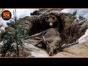 Most Terrifying Grizzly Bear Attacks Ever Caught on Camera | No Mercy in the Wild | Wild Animals
