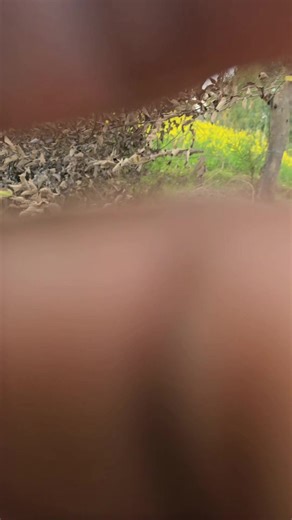 Discover 5 Delicious Orange Varieties for Your Garden