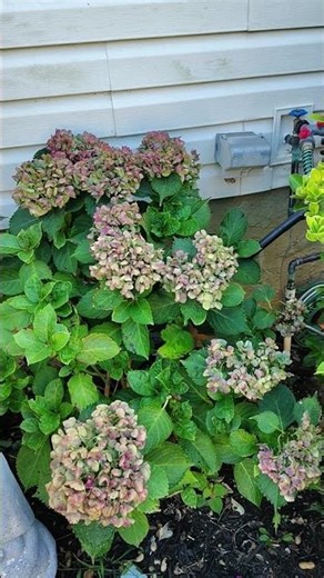 some hydrangeas changing color for fall#shortvideos