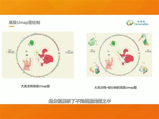 探索UMAP图：带你领略数据可视化的新视角！