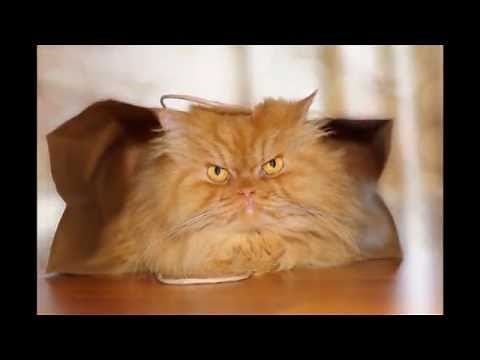 Garfi The Angriest Cat On The Internet