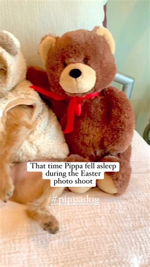 That time Pippa fell asleep during the Easter photo shoot ❤️ Jeanie was wide awake, but Pip took this cozy opportunity to nap 😴 #pippadog #two3leggeddogs #happyeaster #tripawd #pippa #jeanie #ripjeanie #rescuedog | Jeanie & Pippa; Two 3-Legged Dogs