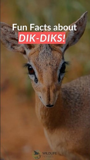 The Dik-Dik Is NOT What You Expect !