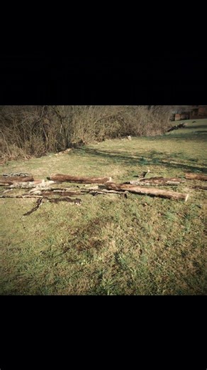 cutting up fallen tree #trending #shorts #fyp