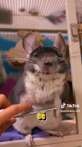 Caring for Your Chinchilla: A Complete Guide