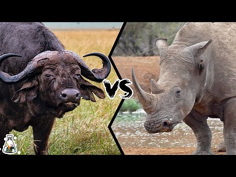 CAPE BUFFALO VS RHINOCEROS - Which is Stronger?