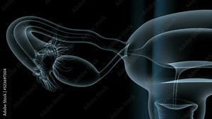 3d illustartion of human female reproductive system anatomy