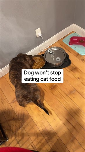 Automatic Pet Feeder Solutions for Cat Food Issues