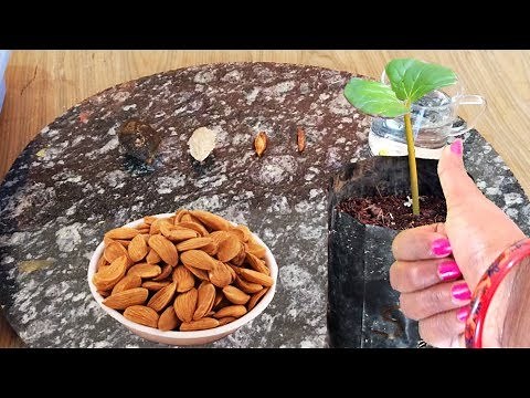 How to grow Tropical Almond plant at home; बादाम का पौधा उगाए घर पे; English Subtitle