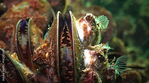 Mediterranean mussel (Mytilus galloprovincialis) and crustacea Balanus sp. Mass settlement, medium shot. Black Sea. Ukraine.