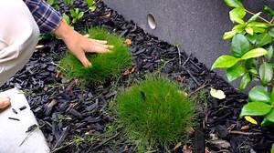 How Far Apart Do You Plant? | A Guide for Plants, Climbers & Hedges