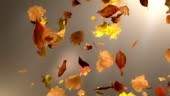 High quality animated background of falling leaves. Animation is...