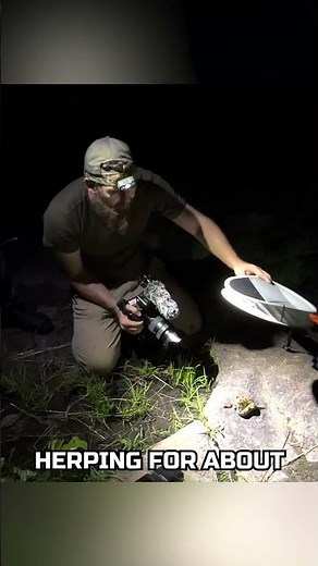 Finding a WILD BALL PYTHON - Results at the End