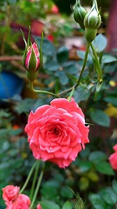 🏵️Te Comparto Cuatro Hermosas Plantas Muy Fáciles De Cuidar ☺️ | Jardín Florecitas De Colores