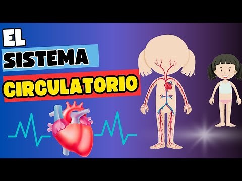 El sistema circulatorio - Video educativo para niños.