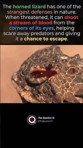 The Horned lizard #intrestingfacts #facts