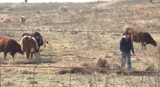 Wilson County cattle farmers worried about impact of importing beef from Argentina