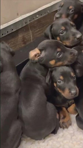 🐶 Cutest Dog Pile Ever! 4-Wk Doberman Puppies Stay Calm, Cuddle Up & Show Where It All Starts