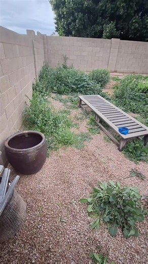 #LANDSCAPING Ramirez LLC AZ 🌲 🌳 🌴 🪾 🌵 🙏 🌲 🌳 🙏🙏🙏