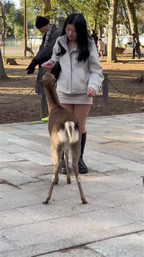 Deer jahan #narapark