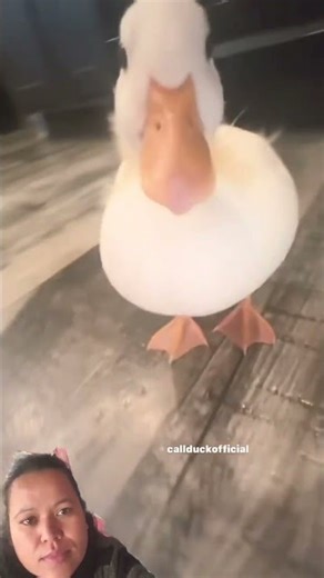 That one duck edit. #music #remix #phonk #duckduck #duck