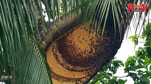 9.2K views · 233 reactions | Harvesting Wild Honey from Largest Honey Bee in the Philippines Sa mga gustong mag avail ng 100% pure wild honey message us idol and naga ship po mga kasama namin nationwide via LBC at Cash on Delivery na po. Tips para malaman na pure ang wild honey na nabili nyo ilagay po sa freezer mga idol even 1 year po never po titigas ang 100% pure honey. Pag tumigas po peke po yan dahil may asukal at water Content.. | Pinoy Palaboy | Facebook