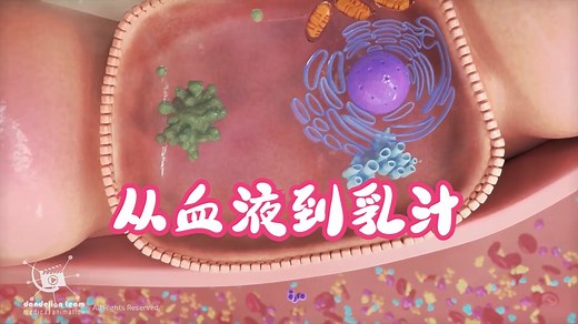 从血液到乳汁：母乳在母体中的精密合成过程