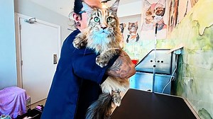 Penny the Maine Coon’s careful groom