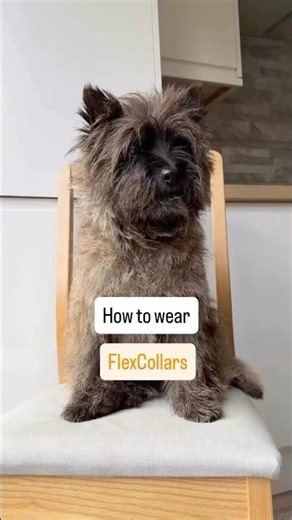 Correct E-collar Position on the Dog's Neck