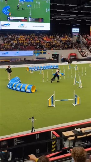 16K views · 167 reactions | Sietske Rijnen & Maxxis - Medium Individual Jumping Shape Up Dogs Creekside Animal Clinic Need Some Sun | Agility Team Canada | Facebook